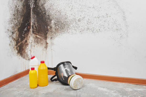 Home Mold Removal in Moxee, WA