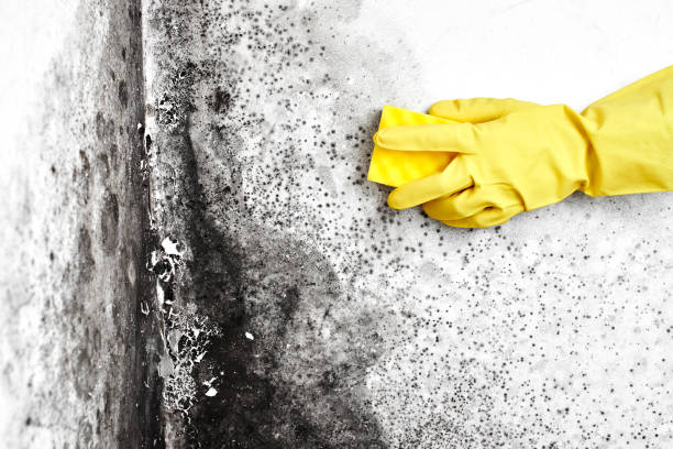 Best Professional Mold Removal  in Moxee, WA