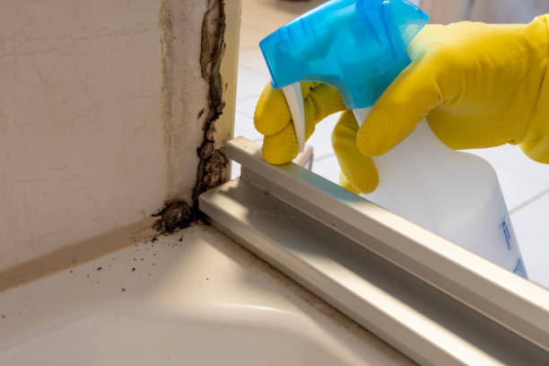 Best Mold Damage Repair  in Moxee, WA