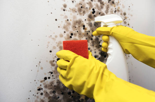 Office Mold Removal Services in Moxee, WA
