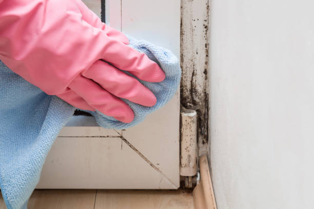 Best Certified Mold Removal  in Moxee, WA